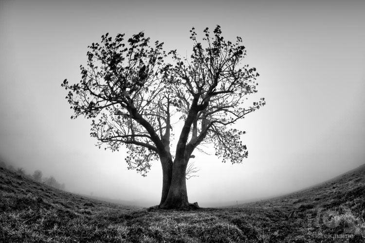 Strom v mlze / A tree in the fog #2