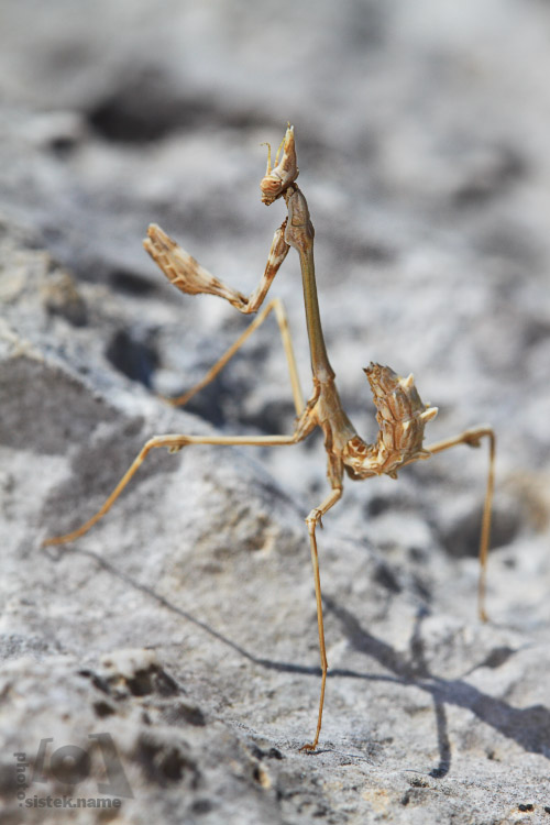 Kudlanka (Empusa pennata)