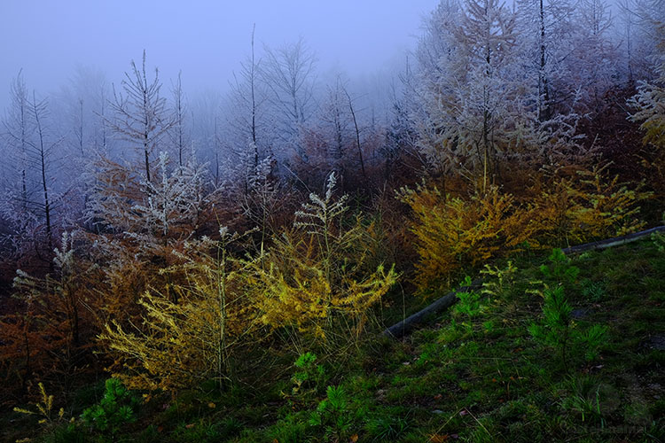 Barvy podzimního lesa /  Colors of autumn forest