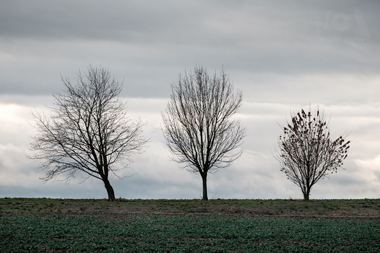 Trio