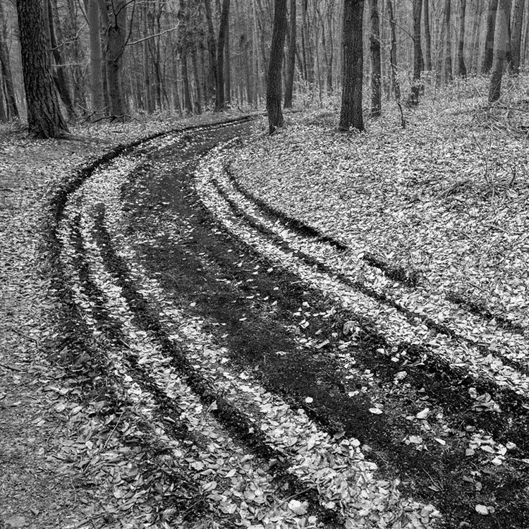 Cesta v lese / Path in the forest #1