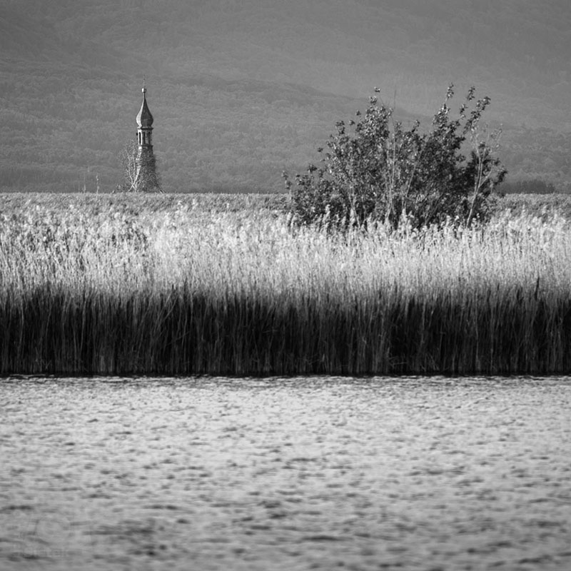 Keř u rybníka a kostelní věž / A bush at the pond and a church tower