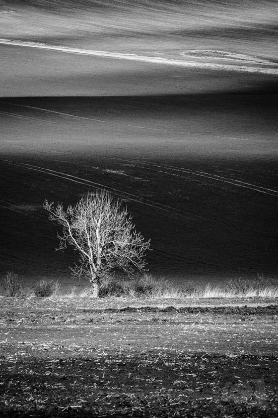 Strom v polích / A tree in fields