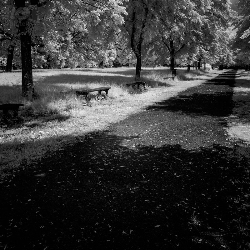 Cesta v parku / Path in the park