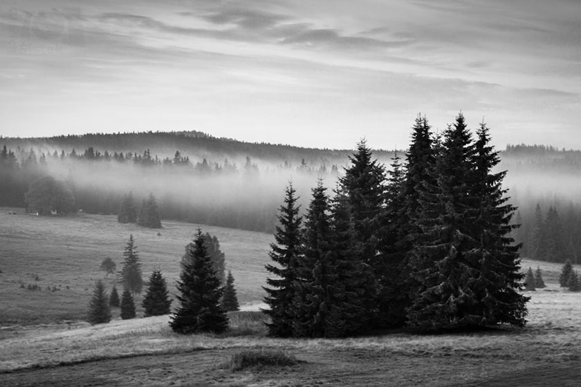 Mlhavé ráno / Foggy morning