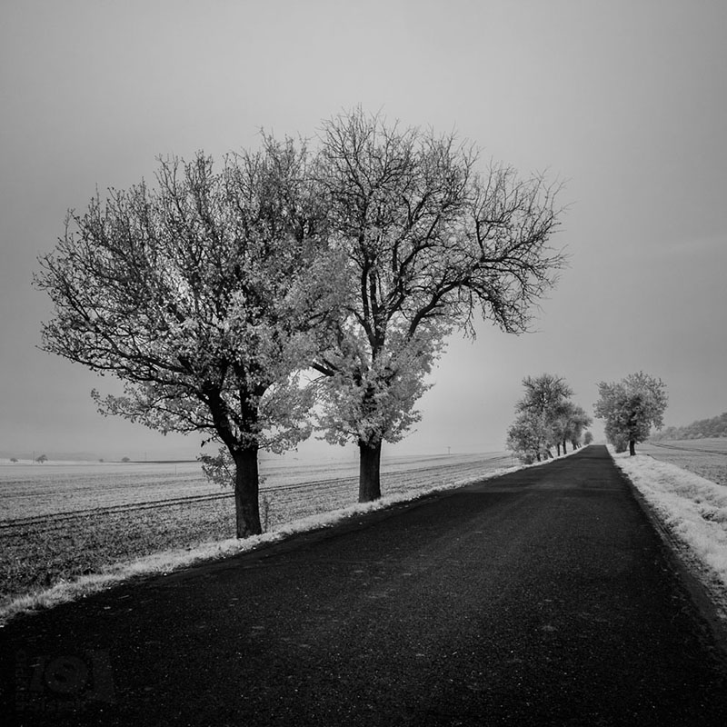 Stromy u silnice / Trees along the road