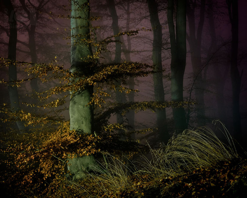 V lese po setmění / In the forest after dark