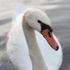 Labuť / Swan