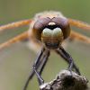 Vážka čtyřskvrnná - Libellula quadrimaculata #3