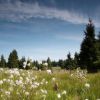 Horská louka / Mountain meadow