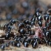 "Chytili jsme na pasece žížalu..." / Ants on earthworm