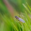 Muška v trávě / Little fly on grass