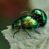 Hmyzí páření / Insectual copulation