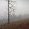 Strom v mlze / Tree in fog