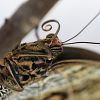Motýlí sosák / Butterfly's tongue