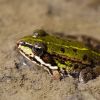 Malý skokan / Small frog