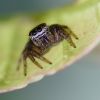 Skákavka - Jumping spider - Salticidae