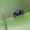 Skákavka černá - Jumping spider - Evarcha arcuata #1