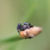 Skákavka černá - Jumping spider - Evarcha arcuata #3