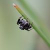 Skákavka černá - Jumping spider - Evarcha arcuata #4