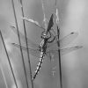 Vážka / Dragonfly