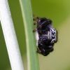 Skákavka černá - Jumping spider - Evarcha arcuata