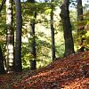 Podzimní les / Autumn forest #3