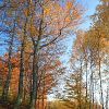 Podzimní les / Autumn forest #5