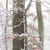 Buky ve sněhu / Beeches at snow #2