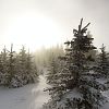 Slunce v mlze, smrky a sní­h / Sun in fog, pines and snow