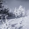 Zima u Loučné / Winter near the Loucna hill #3