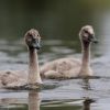 Mladé labuťe / Young swans