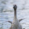 Mladá labuť / Young swan #1