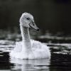 Mladá labuť / Young swan #2
