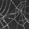 Pavučina / Spider web