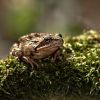 Skokan hnědý - Common frog - Rana temporaria