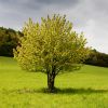 Jarní strom na zelené louce / Spring tree in green meadow