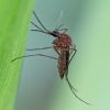 Komár pisklavý - Culex pipiens