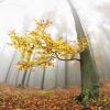 Podzimní les / Autumn forest