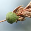 Kněžice zelená - Palomena viridissima