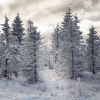 První sníh u Flájské obory / The first snow at the Flaje game reserve