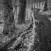 Cesta v lese / Path in the forest #2