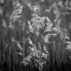 Stébla trávy / Grass straws