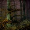 V lese po setmění / In the forest after dark
